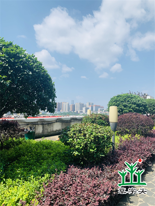 長沙高橋大市場屋頂綠化項目 長沙高橋大市場屋頂綠化項目